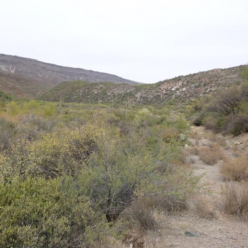 Photo of Cave Creek area\'s desert environment with brush and small trees